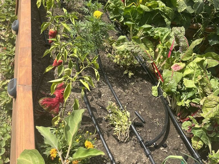 Emelt fa haszonkerti ágyás csepegtető öntözőcsövekkel, paprika, mángold és körömvirág között